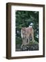 Cougar Standing on Rock-DLILLC-Framed Photographic Print