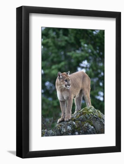 Cougar Standing on Rock-DLILLC-Framed Photographic Print