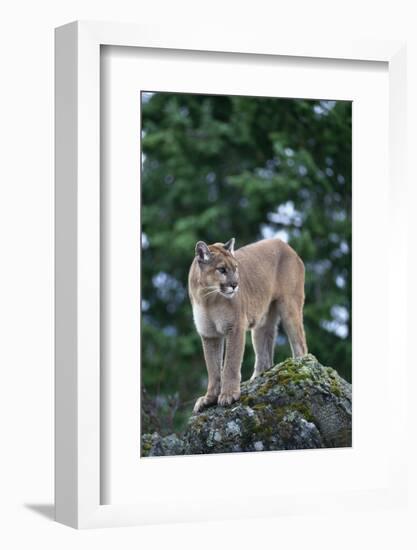 Cougar Standing on Rock-DLILLC-Framed Photographic Print