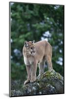 Cougar Standing on Rock-DLILLC-Mounted Photographic Print