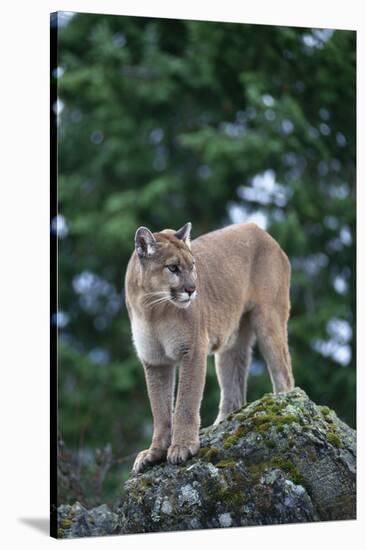 Cougar Standing on Rock-DLILLC-Stretched Canvas