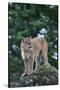 Cougar Standing on Rock-DLILLC-Stretched Canvas