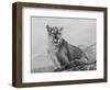 Cougar Study-Rusty Frentner-Framed Giclee Print