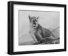 Cougar Study-Rusty Frentner-Framed Giclee Print