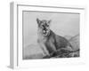 Cougar Study-Rusty Frentner-Framed Giclee Print