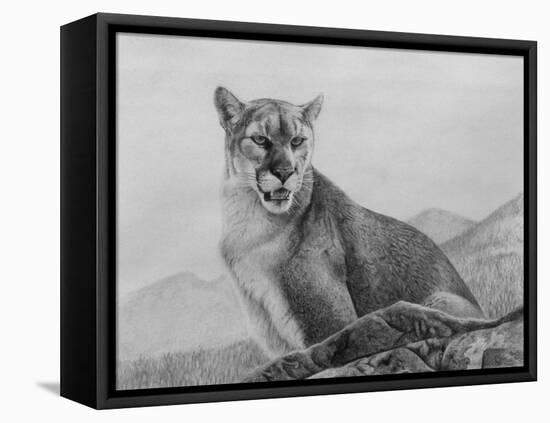 Cougar Study-Rusty Frentner-Framed Stretched Canvas