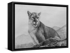 Cougar Study-Rusty Frentner-Framed Stretched Canvas