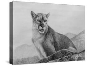 Cougar Study-Rusty Frentner-Stretched Canvas