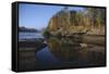 Cougar Walking along the Kettle River-W. Perry Conway-Framed Stretched Canvas