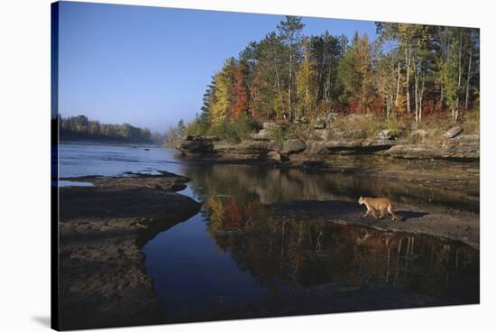 Cougar Walking along the Kettle River-W. Perry Conway-Stretched Canvas