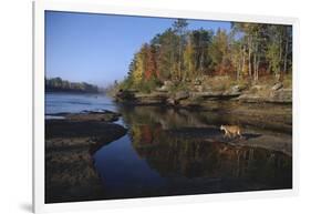 Cougar Walking along the Kettle River-W. Perry Conway-Framed Photographic Print