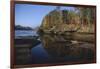 Cougar Walking along the Kettle River-W. Perry Conway-Framed Photographic Print