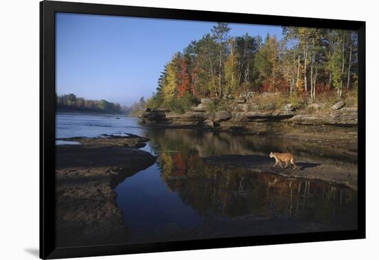 Cougar Walking along the Kettle River-W. Perry Conway-Framed Photographic Print