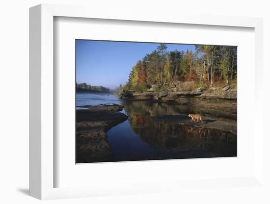 Cougar Walking along the Kettle River-W. Perry Conway-Framed Photographic Print