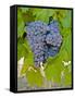 Cougar Winery Grapes I-Lee Peterson-Framed Stretched Canvas