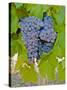 Cougar Winery Grapes I-Lee Peterson-Stretched Canvas