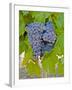 Cougar Winery Grapes I-Lee Peterson-Framed Photographic Print