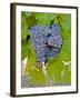 Cougar Winery Grapes I-Lee Peterson-Framed Photographic Print
