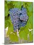 Cougar Winery Grapes I-Lee Peterson-Mounted Photographic Print