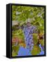 Cougar Winery Grapes II-Lee Peterson-Framed Stretched Canvas