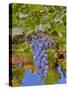 Cougar Winery Grapes II-Lee Peterson-Stretched Canvas