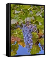 Cougar Winery Grapes II-Lee Peterson-Framed Stretched Canvas