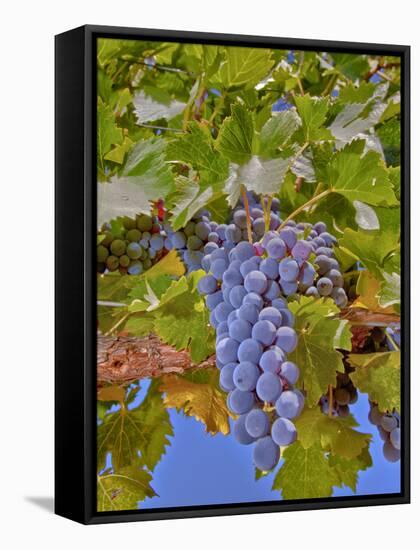 Cougar Winery Grapes II-Lee Peterson-Framed Stretched Canvas