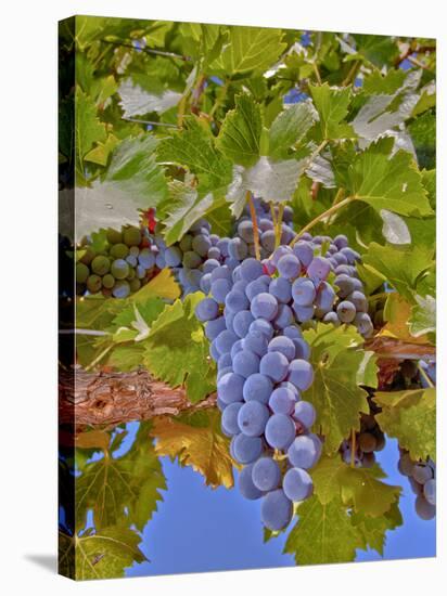 Cougar Winery Grapes II-Lee Peterson-Stretched Canvas