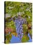 Cougar Winery Grapes II-Lee Peterson-Stretched Canvas