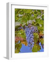 Cougar Winery Grapes II-Lee Peterson-Framed Photographic Print