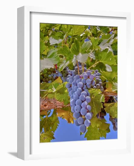 Cougar Winery Grapes II-Lee Peterson-Framed Photographic Print