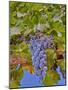 Cougar Winery Grapes II-Lee Peterson-Mounted Photographic Print