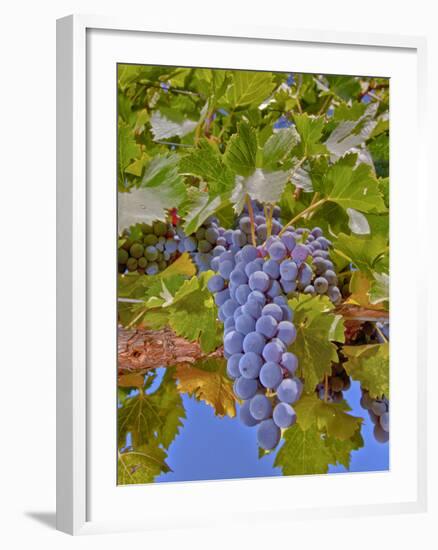 Cougar Winery Grapes II-Lee Peterson-Framed Photographic Print