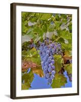 Cougar Winery Grapes II-Lee Peterson-Framed Photographic Print