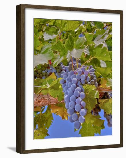 Cougar Winery Grapes II-Lee Peterson-Framed Photographic Print