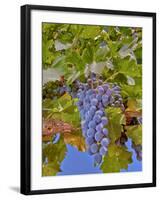 Cougar Winery Grapes II-Lee Peterson-Framed Photographic Print