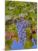 Cougar Winery Grapes II-Lee Peterson-Mounted Photographic Print