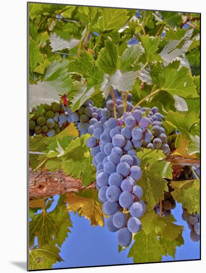 Cougar Winery Grapes II-Lee Peterson-Mounted Photographic Print