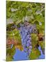 Cougar Winery Grapes II-Lee Peterson-Mounted Photographic Print