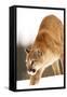 Cougar-null-Framed Stretched Canvas