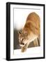 Cougar-null-Framed Premium Photographic Print