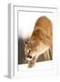 Cougar-null-Framed Premium Photographic Print