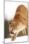 Cougar-null-Mounted Premium Photographic Print