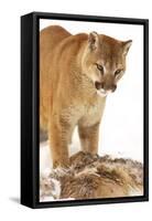 Cougar-null-Framed Stretched Canvas