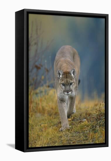 Cougar-DLILLC-Framed Stretched Canvas