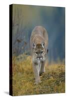 Cougar-DLILLC-Stretched Canvas