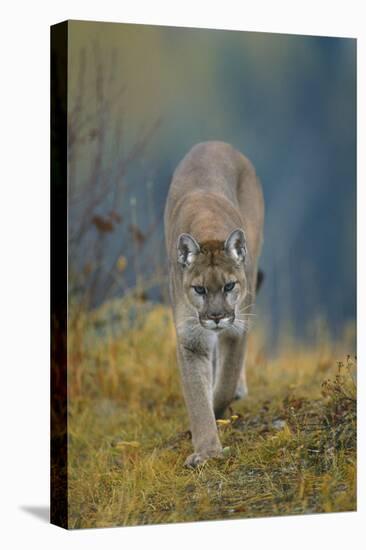 Cougar-DLILLC-Stretched Canvas