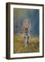 Cougar-DLILLC-Framed Premium Photographic Print