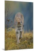 Cougar-DLILLC-Mounted Premium Photographic Print