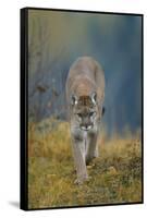 Cougar-DLILLC-Framed Stretched Canvas